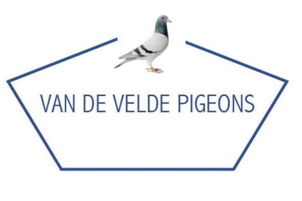Van De Velde Pigeons - 1
